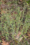 Florida calamint